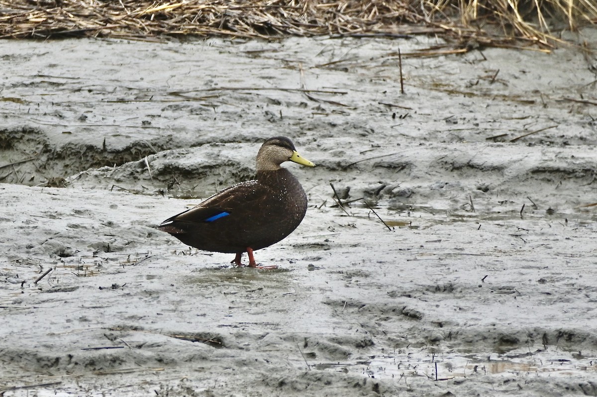 American Black Duck - ML646194518