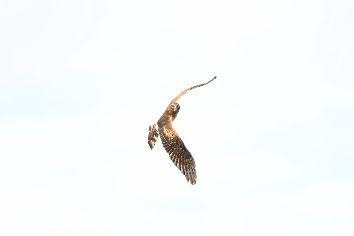 Northern Harrier - ML646194519