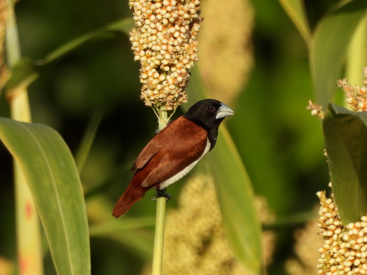 Tricolored Munia - ML646194520