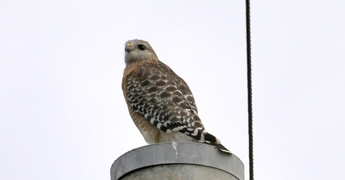 Red-shouldered Hawk - ML646194521
