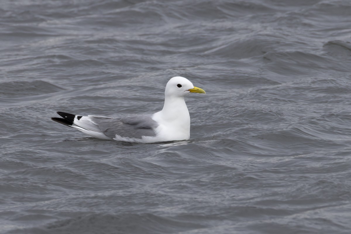 Black-legged Kittiwake (Atlantic) - ML646194522