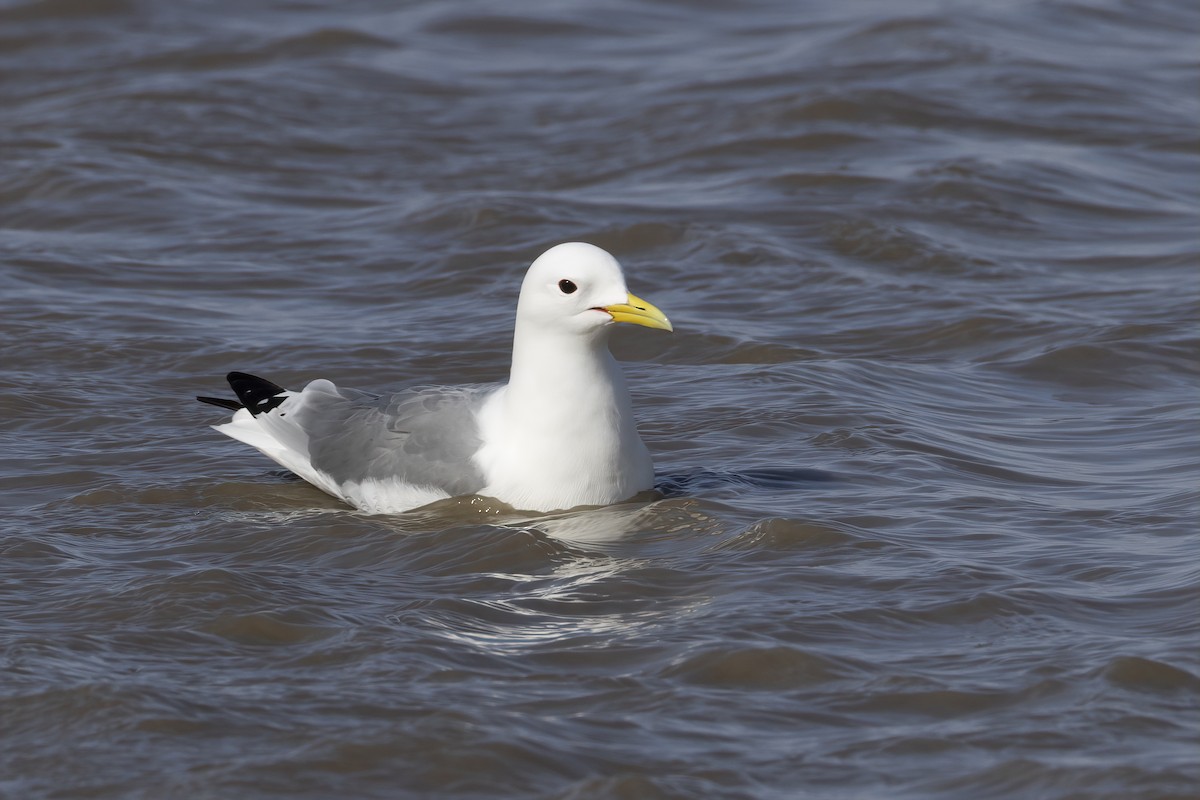 Black-legged Kittiwake (Atlantic) - ML646194523