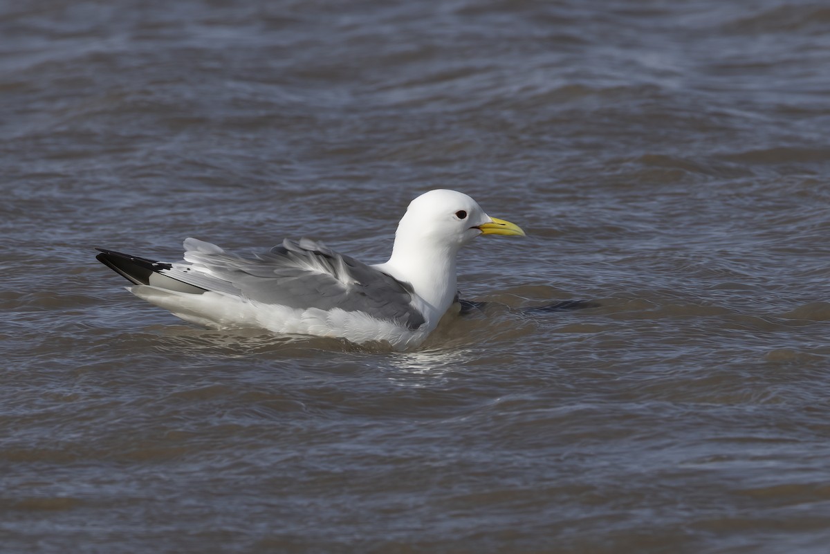 Black-legged Kittiwake (Atlantic) - ML646194524