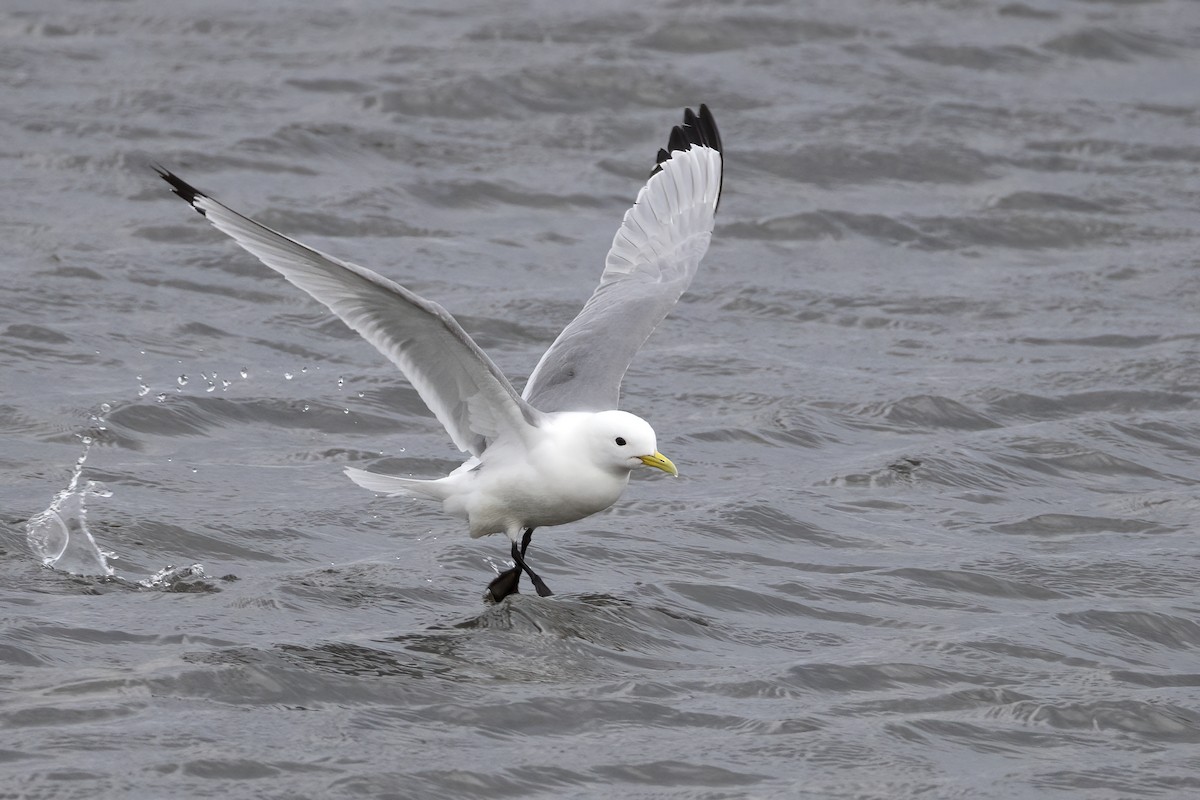 Black-legged Kittiwake (Atlantic) - ML646194525