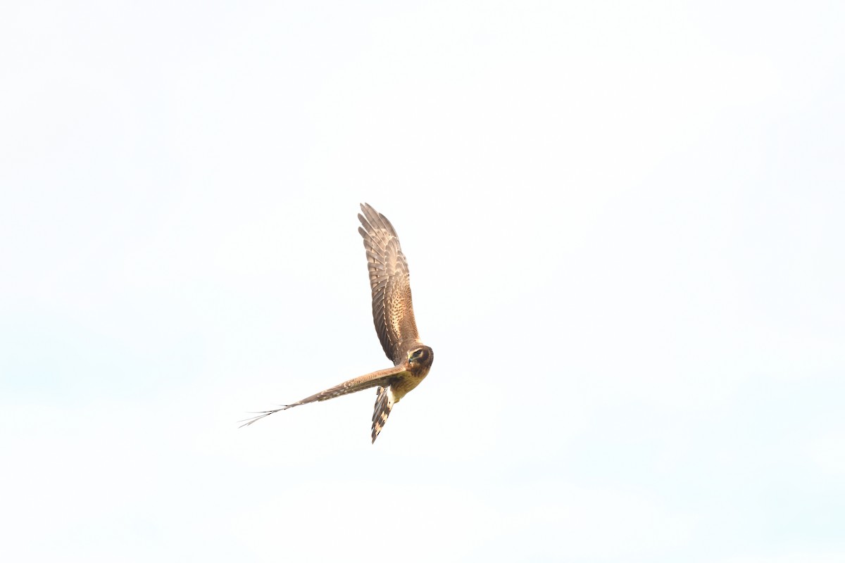 Northern Harrier - ML646194526