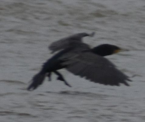 Great Cormorant - ML646194528