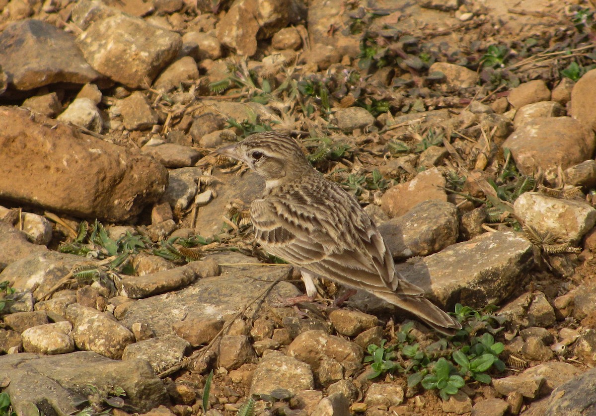 Mongolian Short-toed Lark - ML646194529