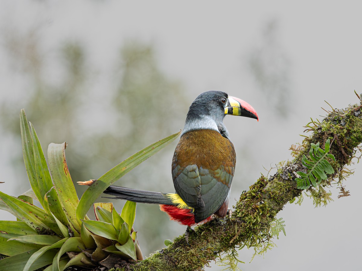 Gray-breasted Mountain-Toucan - ML646194530