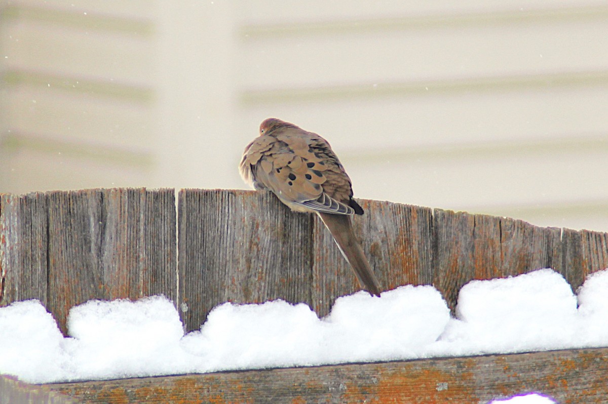 Mourning Dove - ML646194532