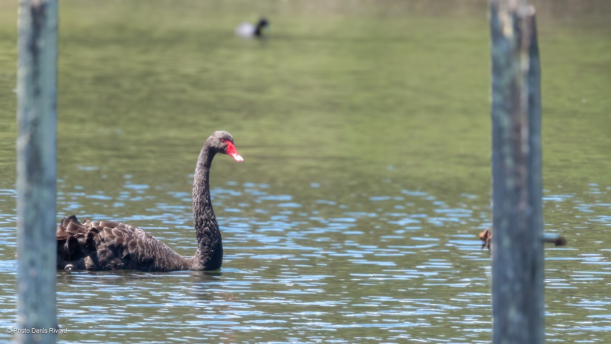 Black Swan - ML646194533