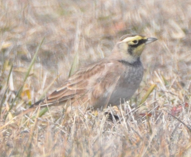 Horned Lark - ML646194535