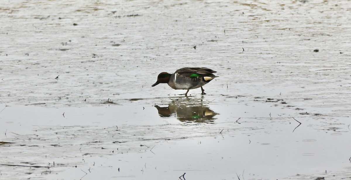 Green-winged Teal - ML646194536