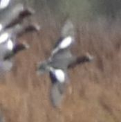 Eurasian Wigeon - ML646194538