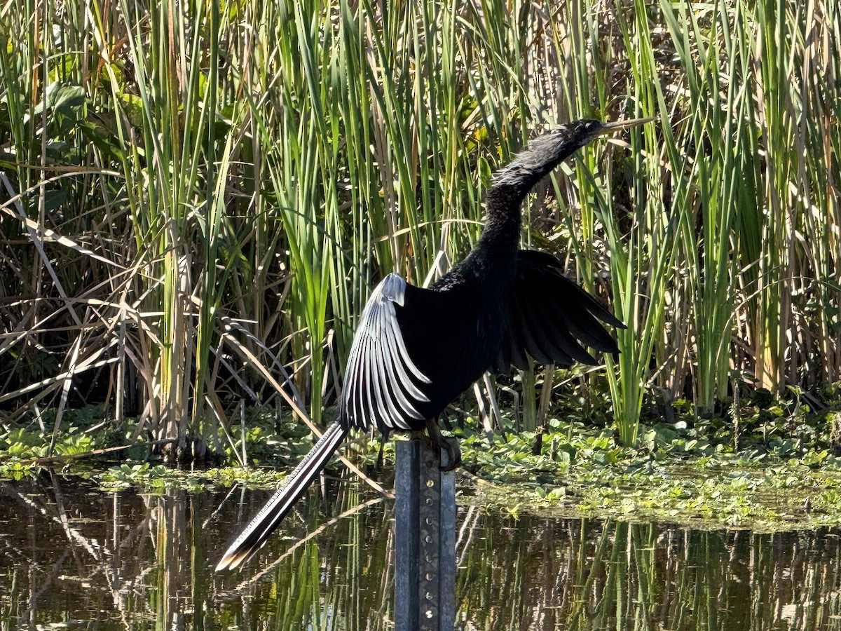 Anhinga - ML646194540
