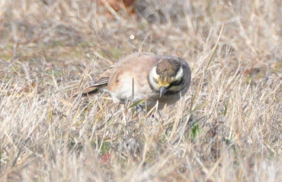 Horned Lark - ML646194541