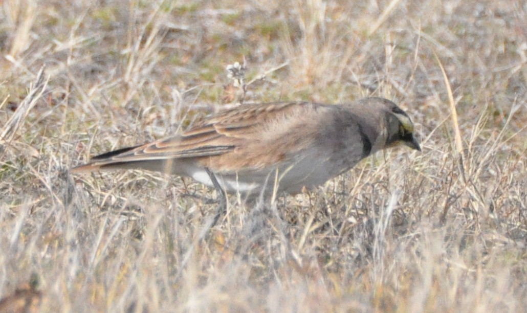 Horned Lark - ML646194542