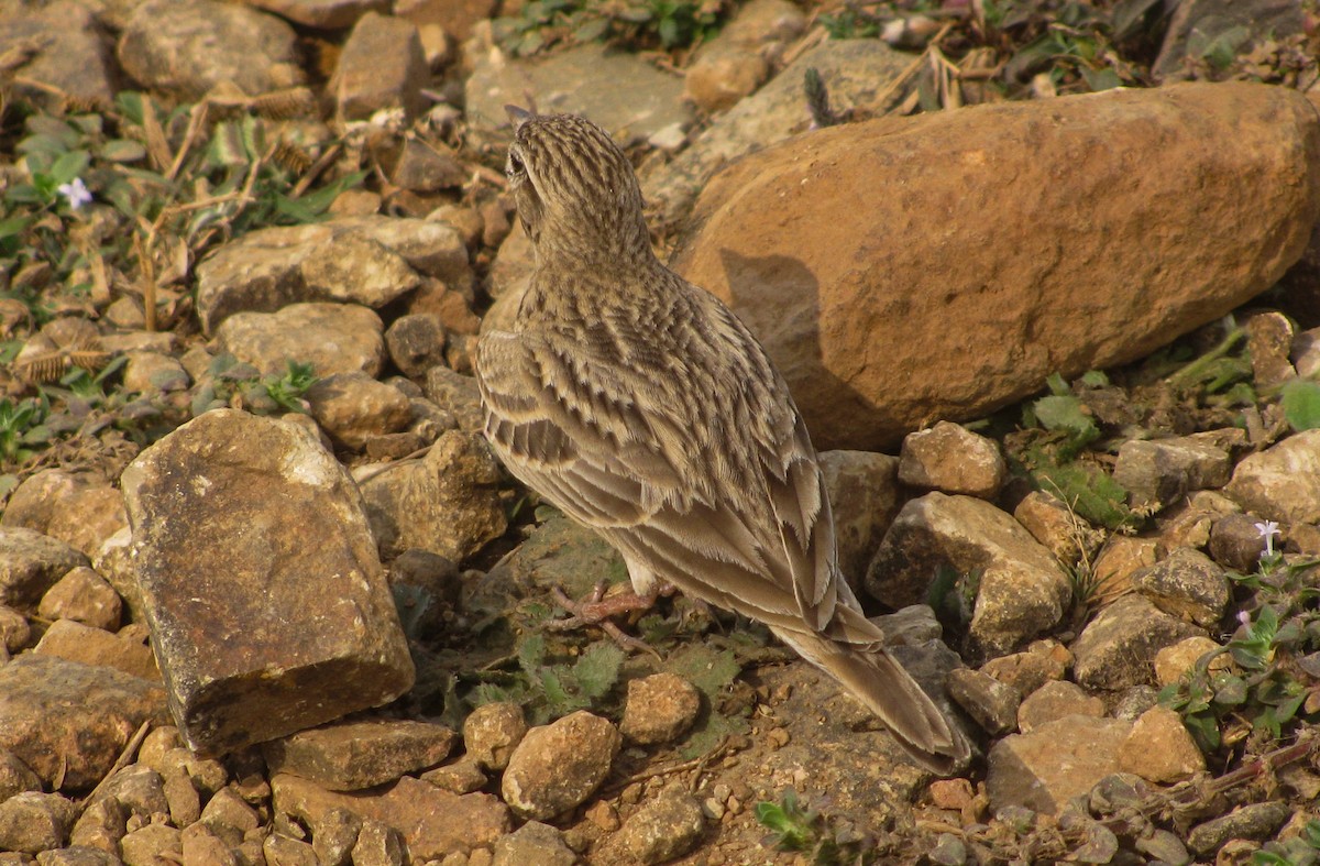 Mongolian Short-toed Lark - ML646194543