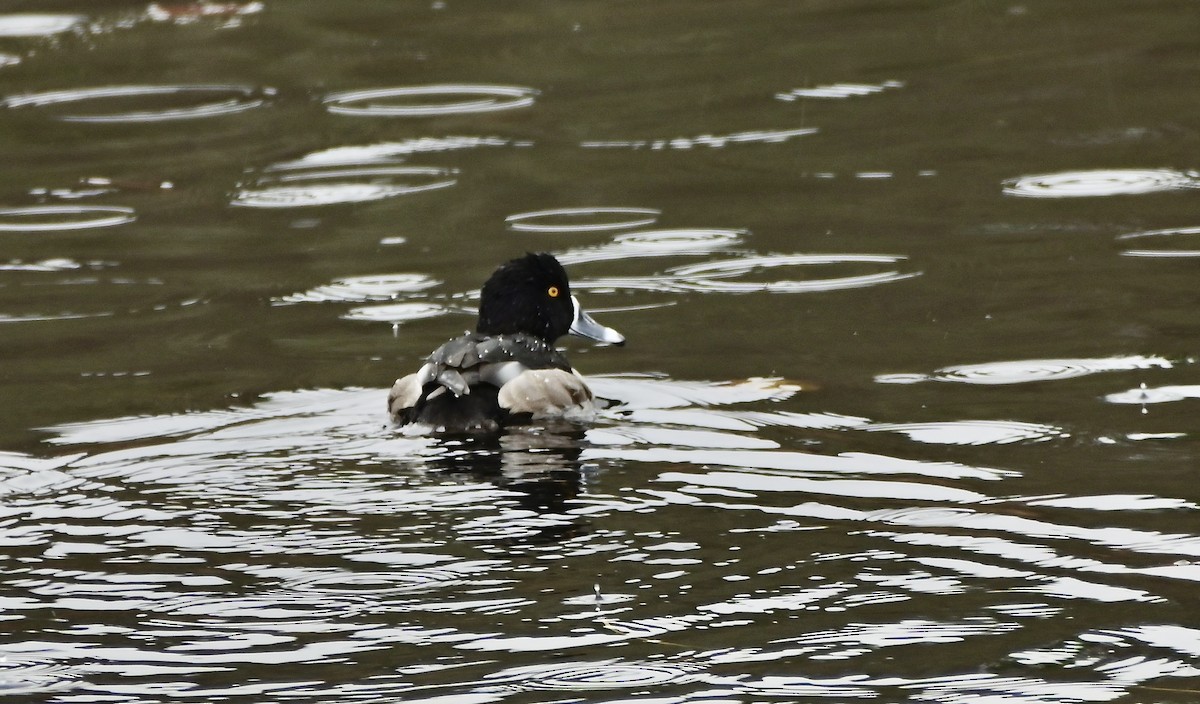 Ring-necked Duck - ML646194545
