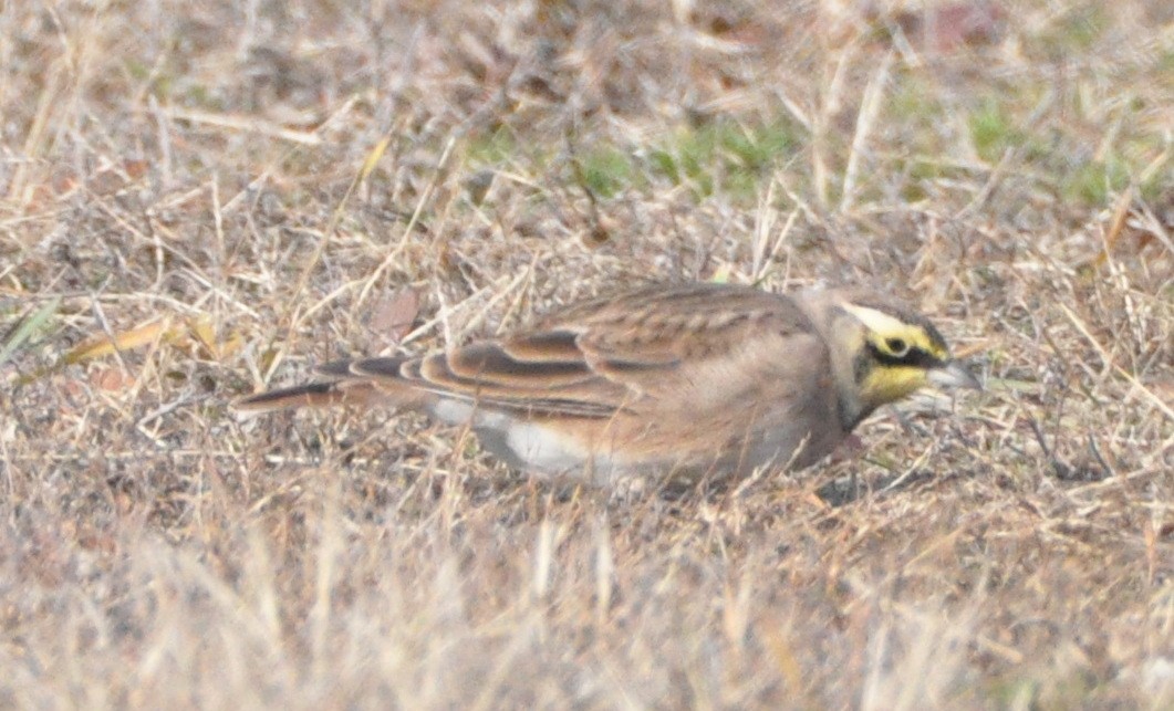 skřivan ouškatý - ML646194548