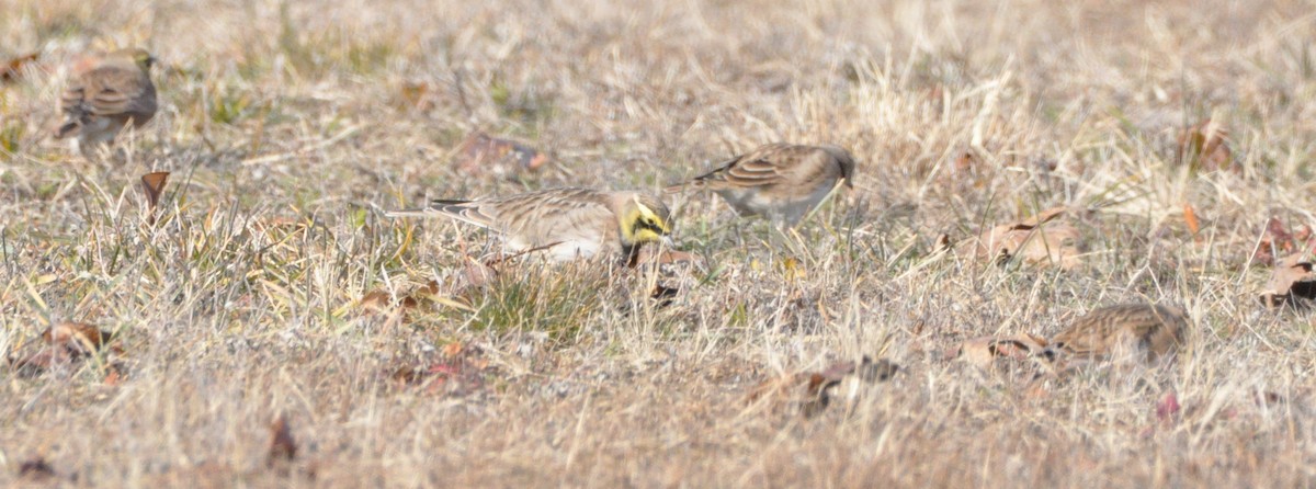 Hegatxabal adarduna - ML646194549