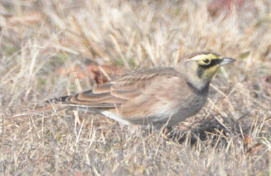 skřivan ouškatý - ML646194550