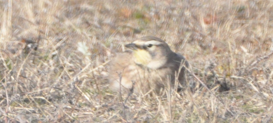 skřivan ouškatý - ML646194551