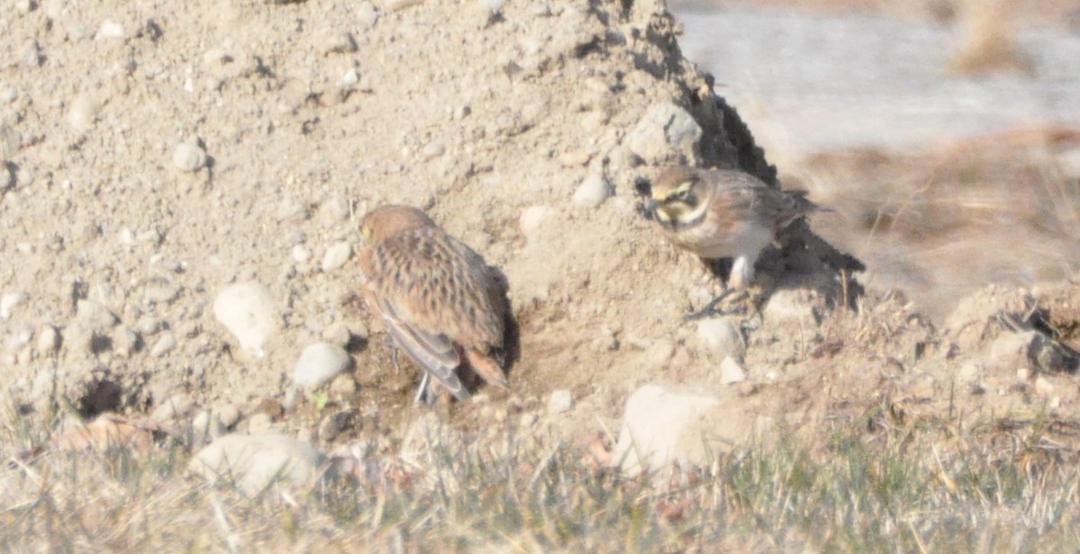 Hegatxabal adarduna - ML646194552