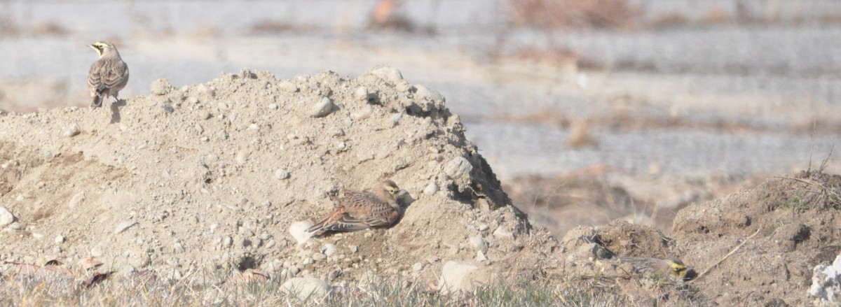 Hegatxabal adarduna - ML646194553