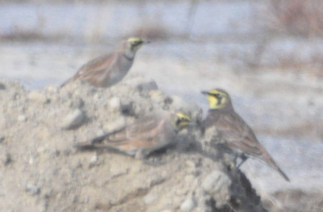 Hegatxabal adarduna - ML646194554