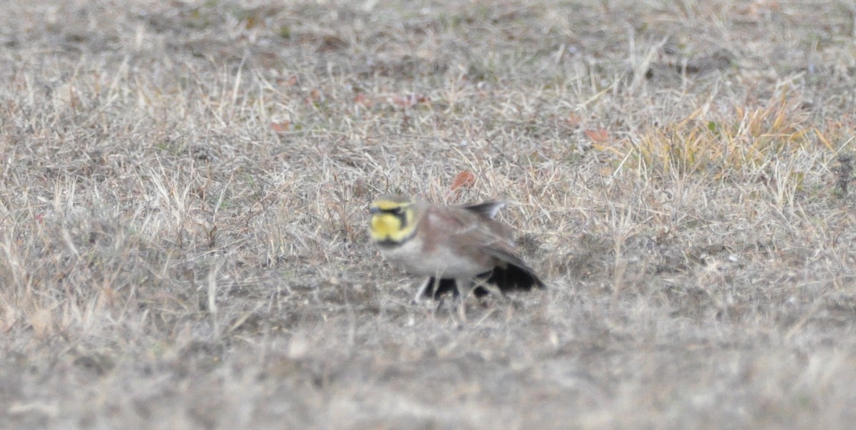 Hegatxabal adarduna - ML646194555