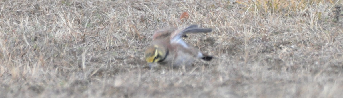 Hegatxabal adarduna - ML646194556