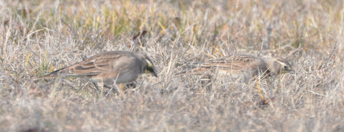 Hegatxabal adarduna - ML646194557