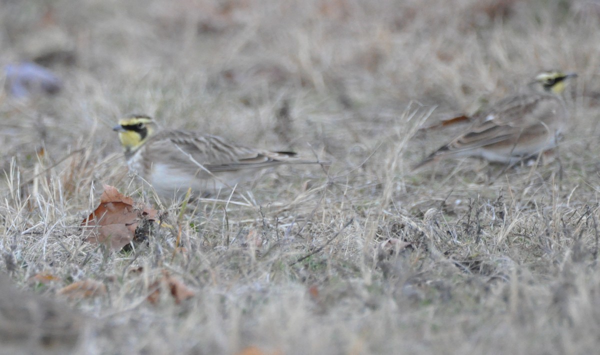 Hegatxabal adarduna - ML646194558