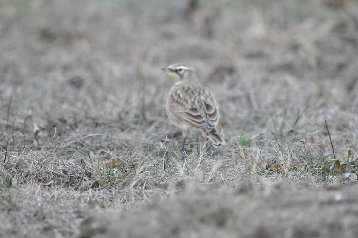 Hegatxabal adarduna - ML646194560