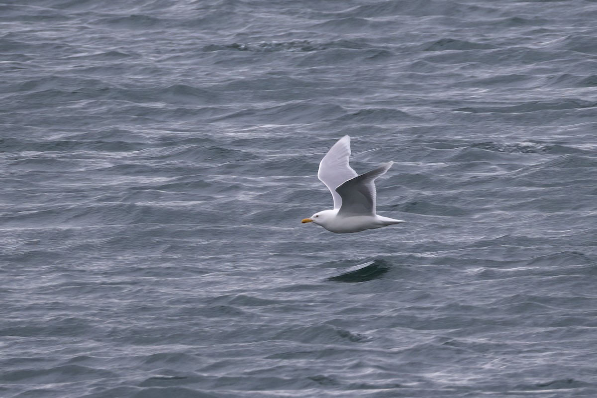Glaucous Gull - ML646194562