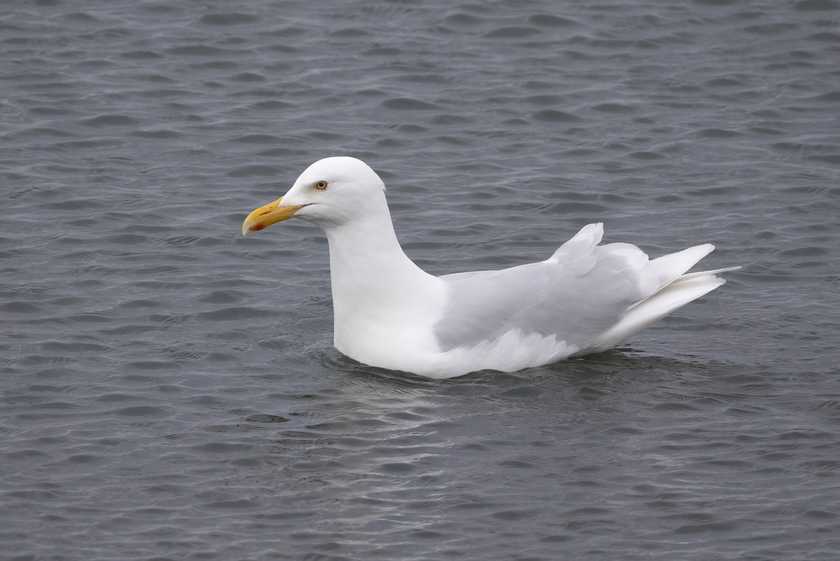Glaucous Gull - ML646194564
