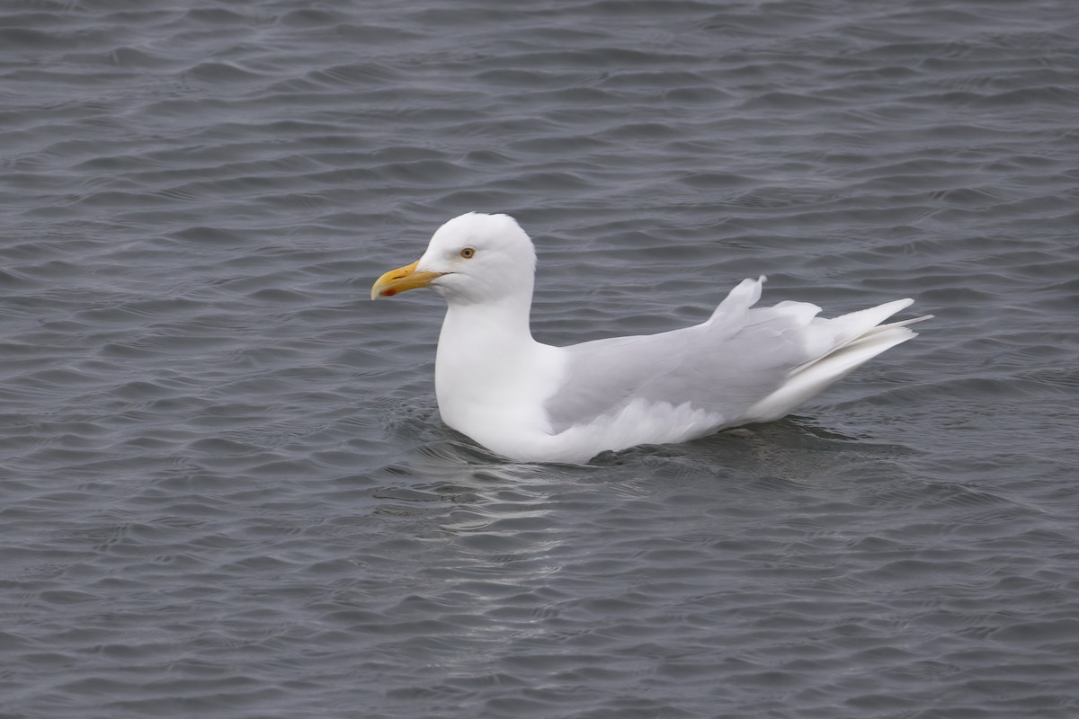 Glaucous Gull - ML646194565