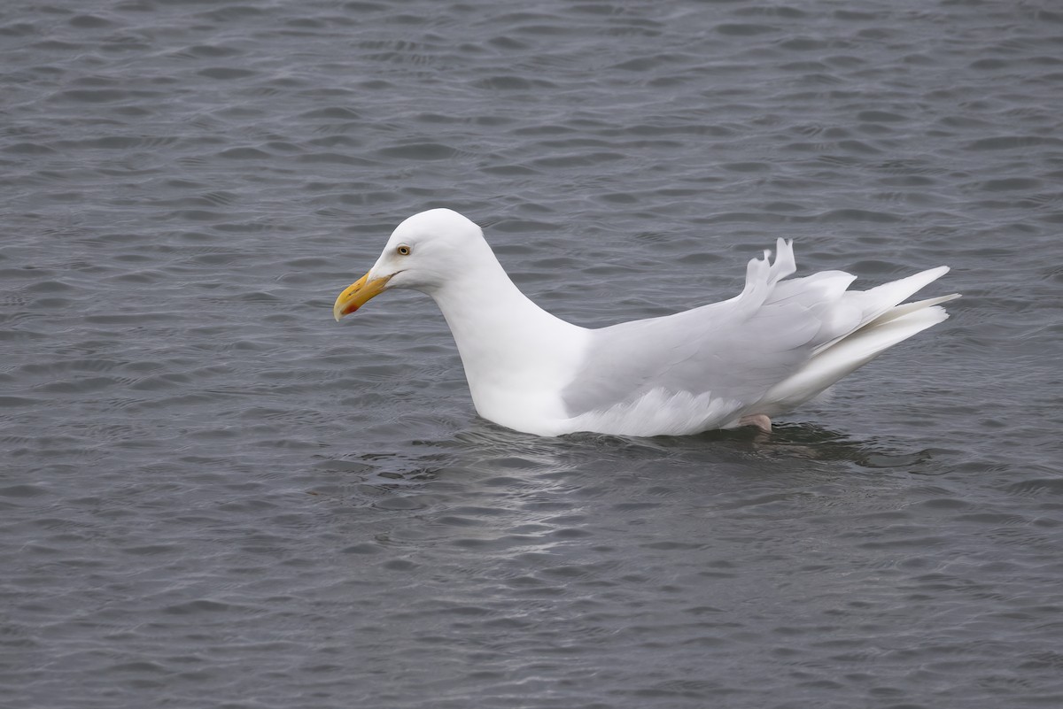 Glaucous Gull - ML646194566