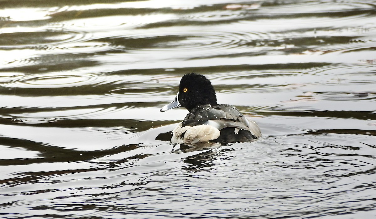 Ring-necked Duck - ML646194568