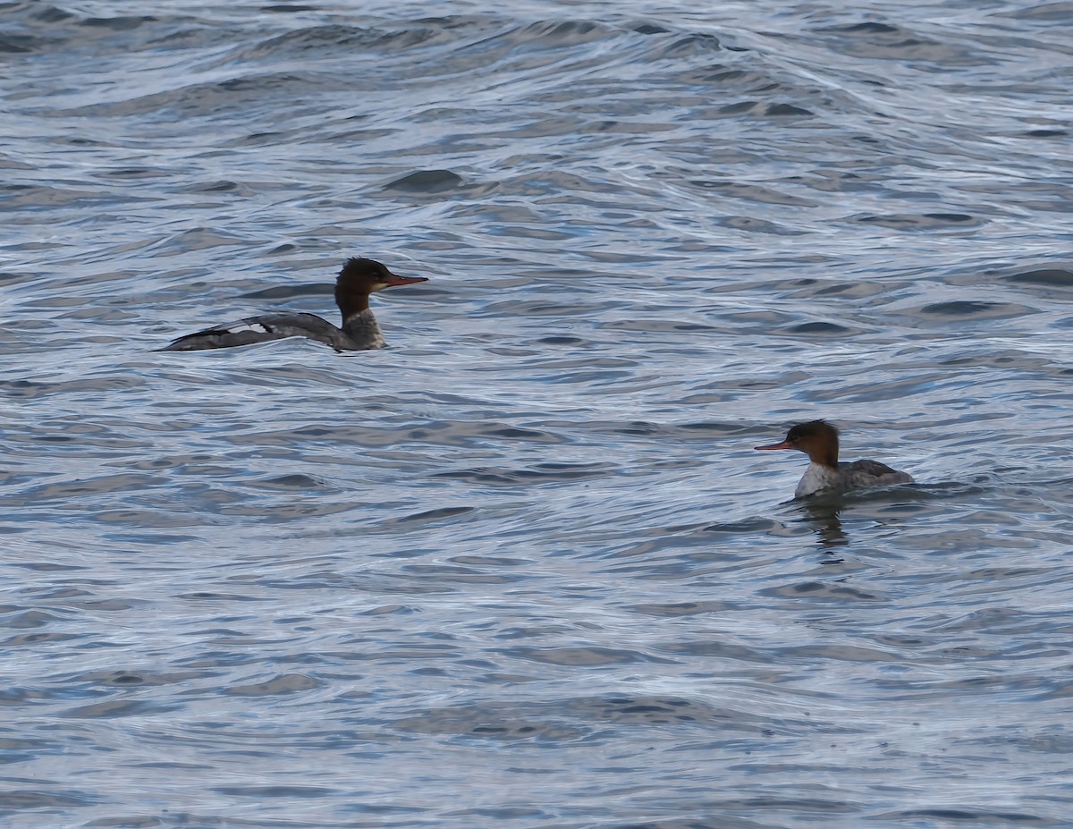 Common Merganser - ML646194575