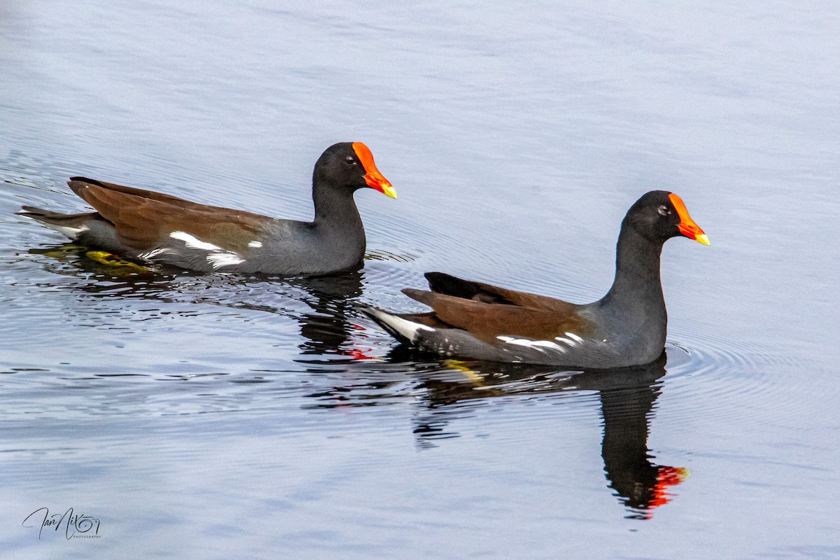 slípka americká - ML646194578