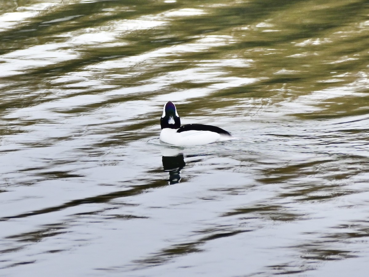 Bufflehead - ML646194581