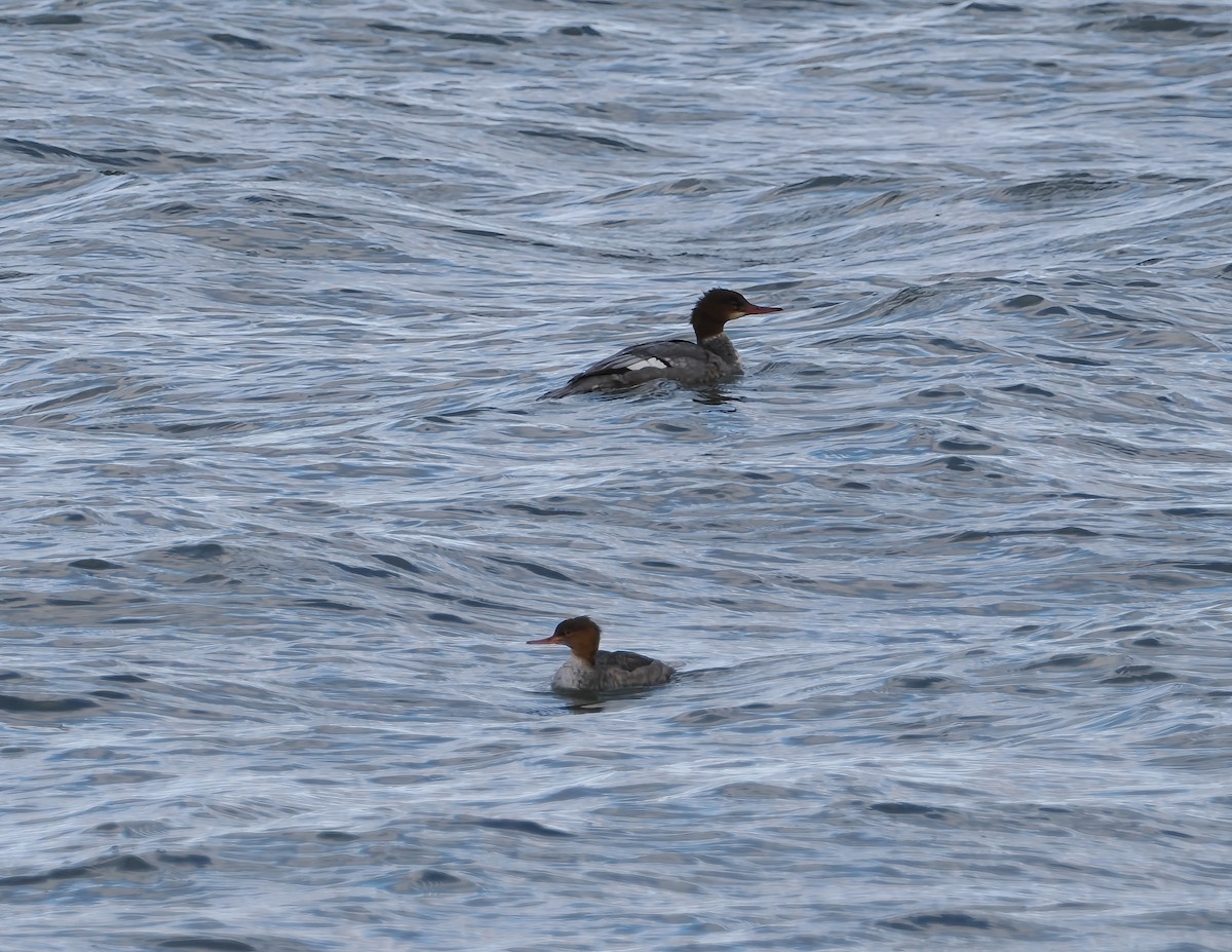 Red-breasted Merganser - ML646194582