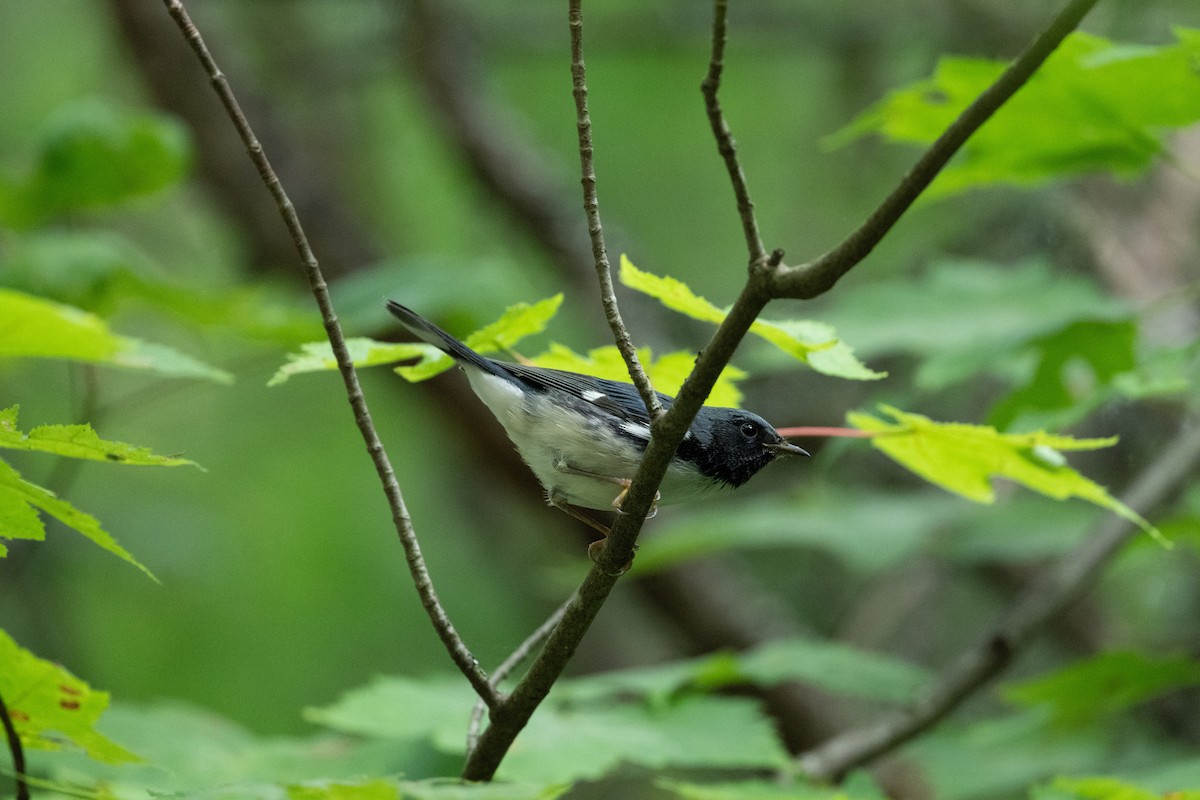 Black-throated Blue Warbler - ML646194585