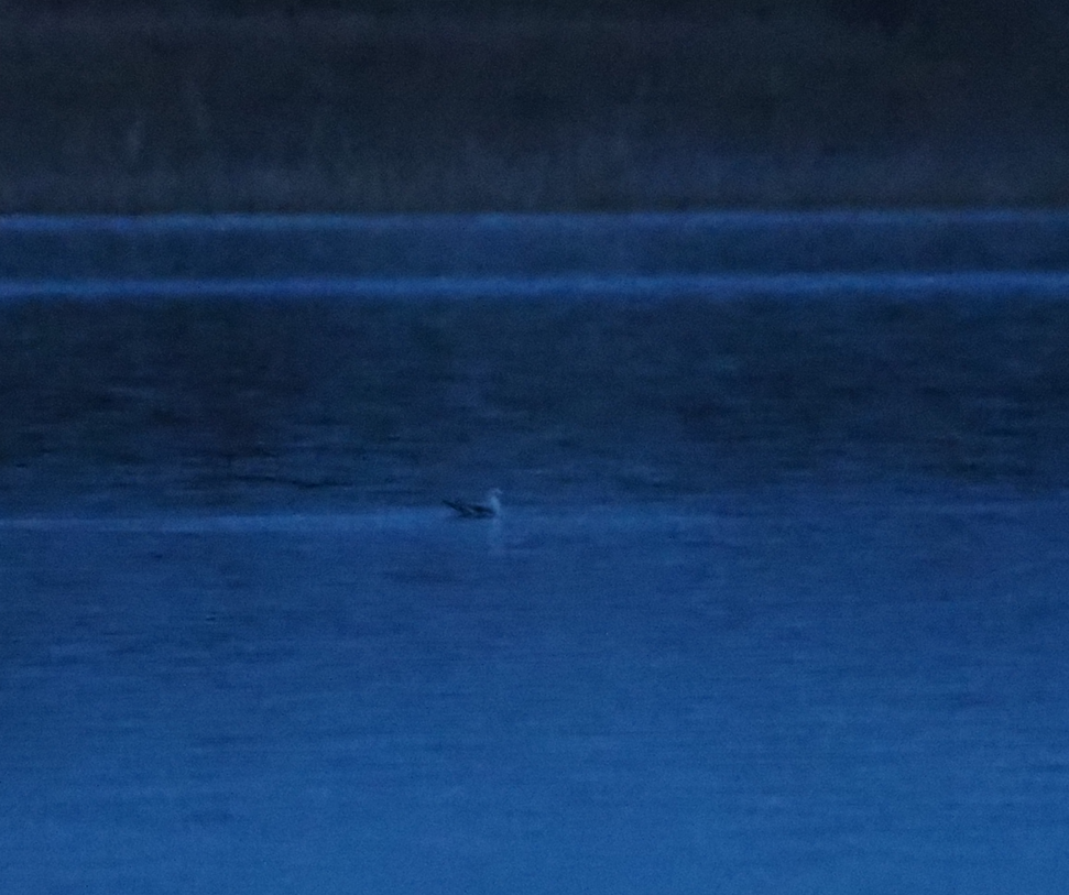 Little Gull - ML646194587