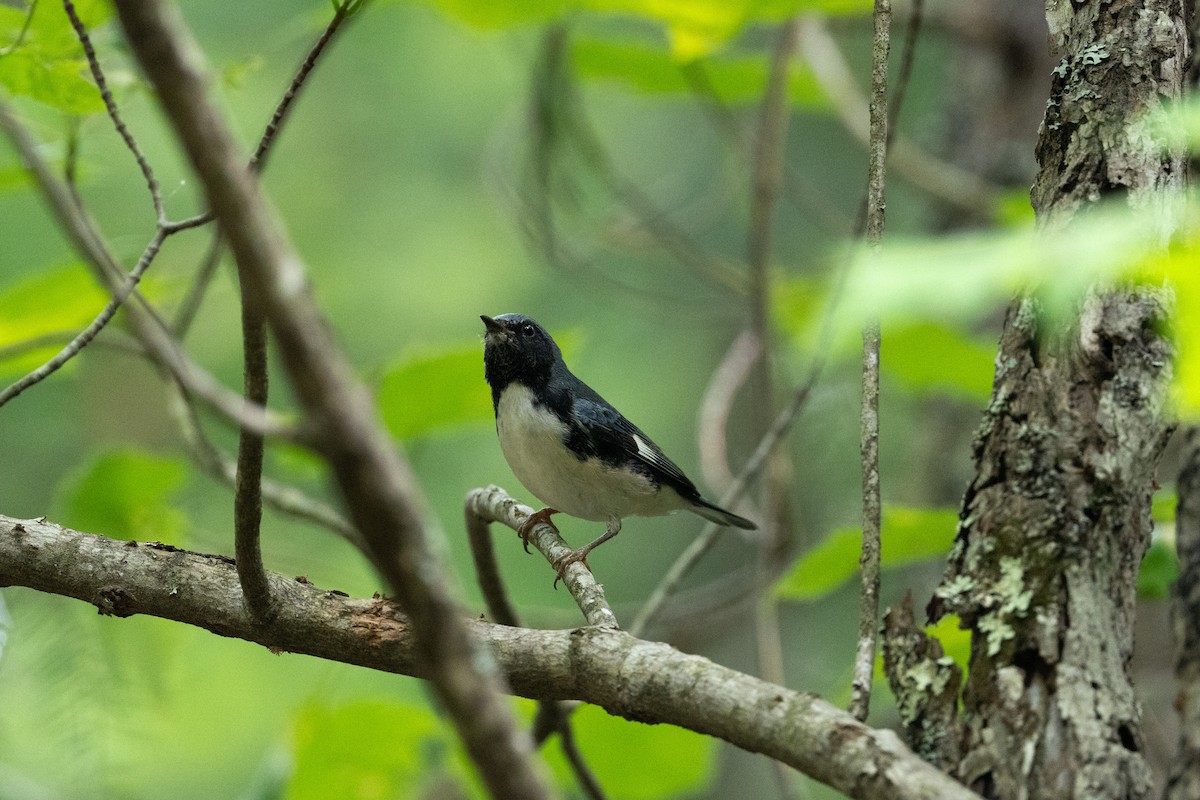 Black-throated Blue Warbler - ML646194588