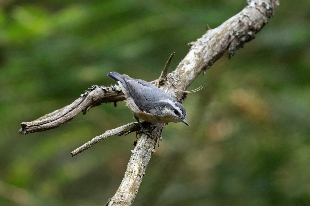 Red-breasted Nuthatch - ML646194592