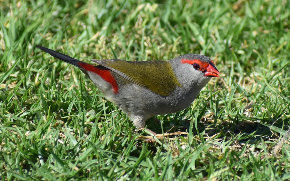 Al Kaşlı Belikınalı - ML646194594