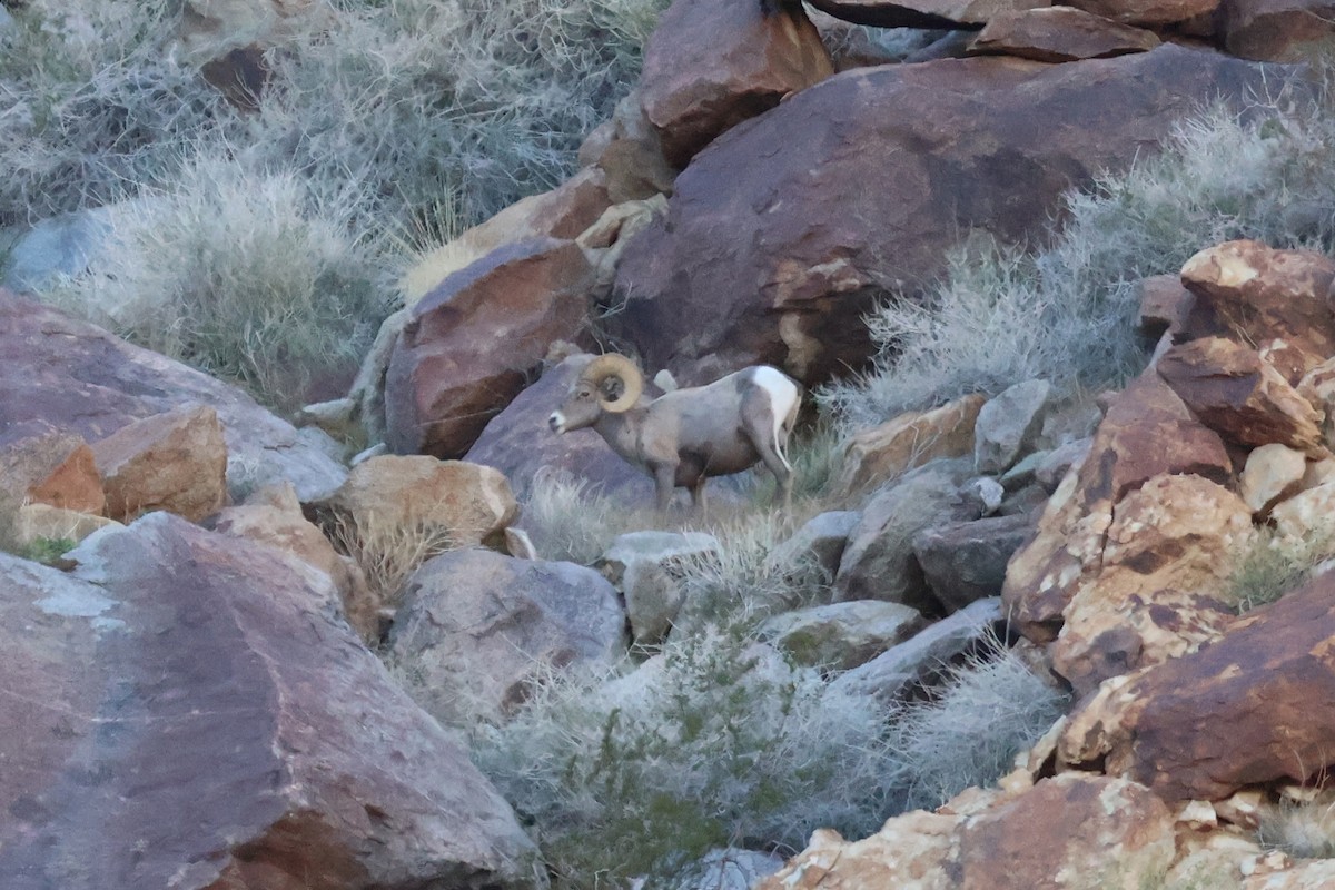 Bighorn Sheep - ML646194595