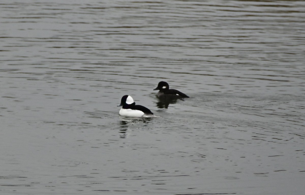 Bufflehead - ML646194596